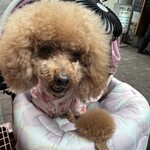 大衆酒場 晩杯屋 - 可愛いと言われて喜ぶシェリｗ