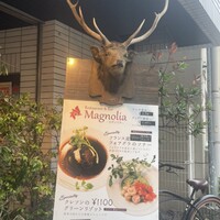 Magnolia - 