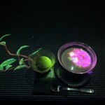 EN TEA HOUSE 幻花亭 チームラボボーダレス麻布台ヒルズ - お茶やアイスにプロジェクションマッピングが映える