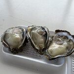 新鮮家 - 今年の岩牡蠣たち。