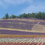 北星山ラベンダー園 - 下から見た景色、ラベンダー薄い残念