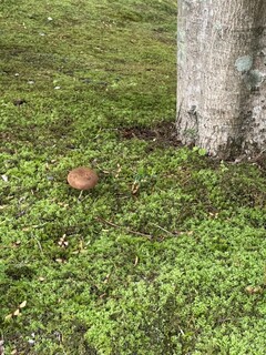 ザ・テラス・サクマ - 