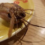 回転寿し トリトン - 石狩産シャコくん。