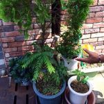 マドラスキッチン - 