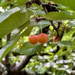 仲野観光果樹園 - 料理写真: