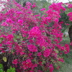 JOINUS Restaurant Keyaki - 