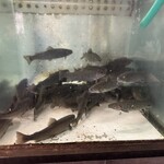 いわな - 店内の水槽のイワナさんたち