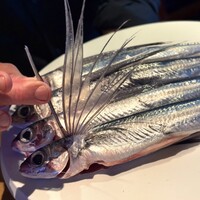 クイント - ・焼津産 飛魚