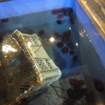 ホテル雲丹御殿 - 水槽の中にはウニがたくさん。　まさに雲丹御殿