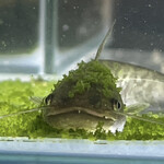 マヤデビ - 薬指ほどもないナマズたちが主人の帰りを待つ^_^