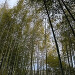 アルティジャーナ ロッソ - 店外の竹林