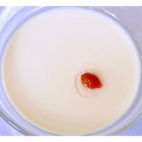 赤坂 四川飯店 - スペシャルの杏仁プリン。