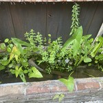 酒斎 伊とう - 鯉とメダカが泳ぐかわいい池