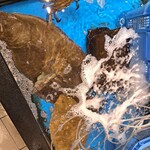 綿半 - 水槽にはヒラメ