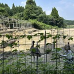 本福寺 寺カフェ - エミューは食用？！