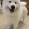 Samoyed Lounge moffu