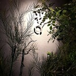 すっぴん - 外壁の植込み