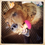 自然屋 - 隣の仙人屋で熊に襲われるタケちゃん