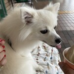 ミカドコーヒー - 