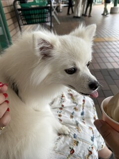 미카도 커피 가루이자와 쓰루야점