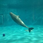 トンカツ・トンしゃぶ ケンボロー - シロイルカの赤ちゃん