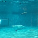 トンカツ・トンしゃぶ ケンボロー - 