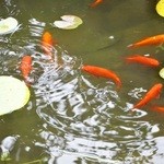 さとや - お店様の野外の景色③です(2014/9/24UP)