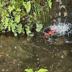季節料理　あら珠 - 入り口に小さい滝も　金魚がいますよ～