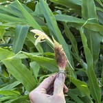 炭火割烹 稲米舎 - 