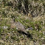 ホテル立山 - 「雷鳥」の親子に遭遇！　奇跡的な体験！