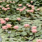 支那そば なかじま - 楽山園の水蓮