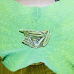 お料理 志ぶう - 