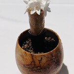 ラ・ヴァガボンド - 鮎の花のブーケ