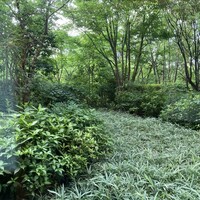 日本料理 山里 - 