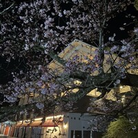 CODA ROSSA -  CODA ROSSA -