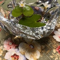 スポンタネ - 