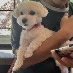 そばんち - まるも一緒にリラックスモード✨✨