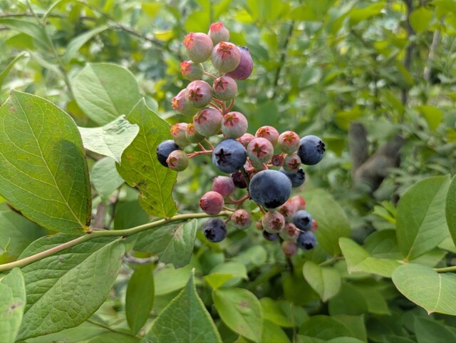 芳乃ガーデン - 泉郷（その他）の写真