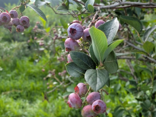 芳乃ガーデン - 泉郷（その他）の写真