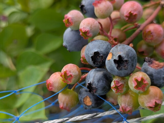 芳乃ガーデン - 泉郷（その他）の写真