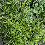 温石 - 水を打たれた緑がイキイキしていました。