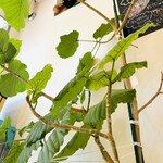 TRIPLE CROWN Creperie - お馬さんがお出迎え