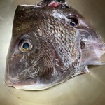石塚魚店 - 鯛の頭　うちわくらい大きい！