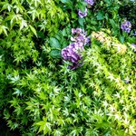 西国御領　風羅坊 - 