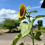 宝谷そば - 夏はひまわりだよねぇ〜