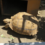 田舎うどん てつ - 