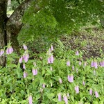 Cafe L'Abeille - 萤火虫铃兰的群生