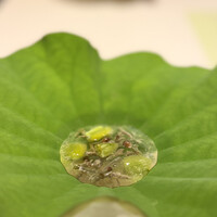六花 - 