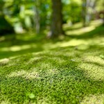 Cresson River Side Story