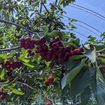 田中果樹園 - 田中果樹園